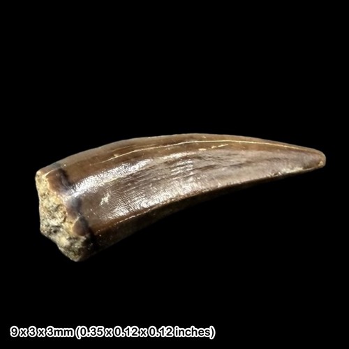Teleosaurus krokodil zahn - teleosaurus,