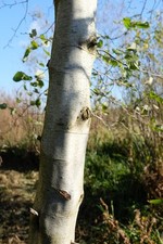 Foto 12x8 Silber Birke, Betula