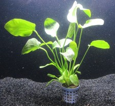 Echinodorus ozelot grün - Schwertpflanze Aquarienpflanze Wasserpflanze Aquarium