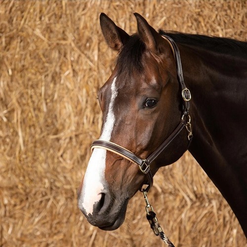 Harry horse lederhalfter - harry´s,