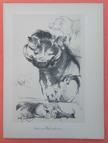 Studien warzenschwein - ,