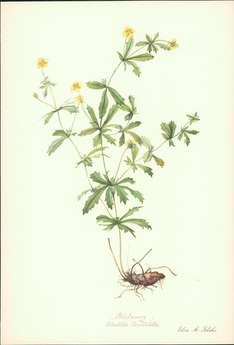 Blutwurz potentilla - blutwurz,