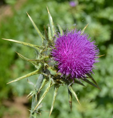 Mind samen mariendistel - mind.,