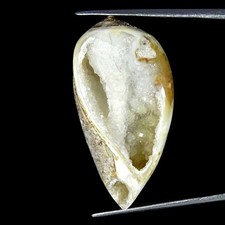 34.50Cts Natürlich Fossil