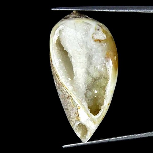 50cts natürlich fossil - natürlich,