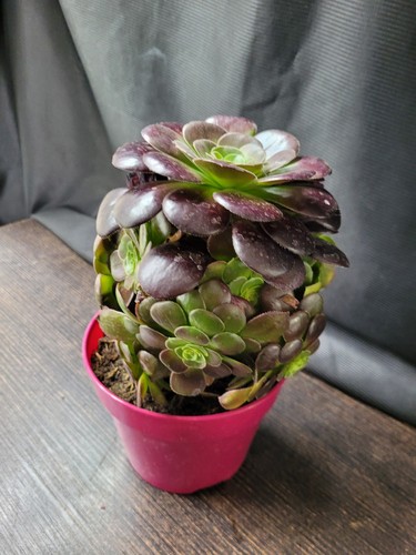 Aeonium velours 15 - im,
