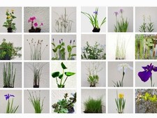 Wasserpflanzen Set aus 6 winterharten Teichpflanzen personalisierter Auswahl    