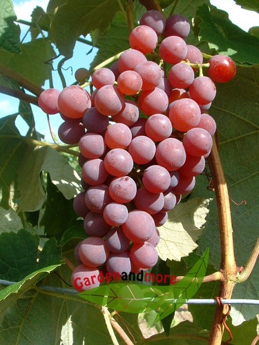 Kernlose wein tafeltraube - kernlose, wein-
