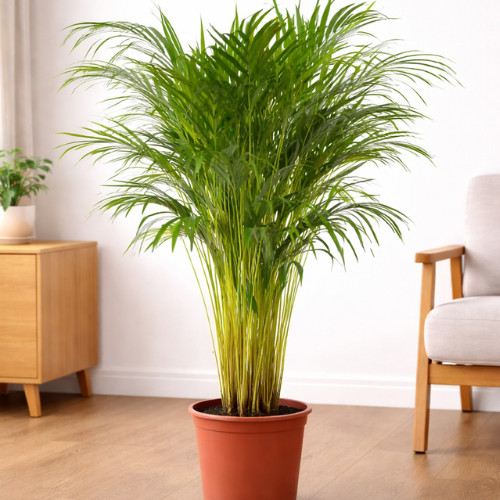 Areca palme 100 - areca, 100-120