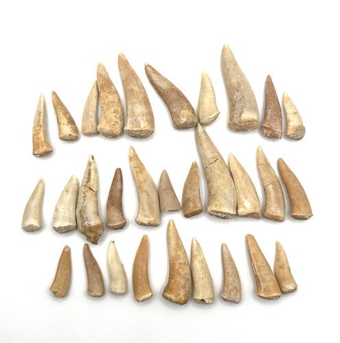 30x original enchodus libycus - 30x,