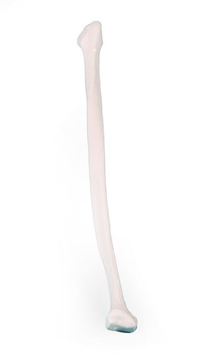 Fibula wadenbein waden bein - fibula,