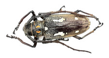 Cerambycidae, Batocera rubus