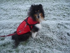 Hundemantel 5XL,Rückenlänge ca.55cm, Schnee, Regen, Wind,Leinenhalterung