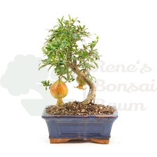 BONSAI Granatapfel 'Punica