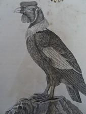 Harnisch - Land- und Seereisen