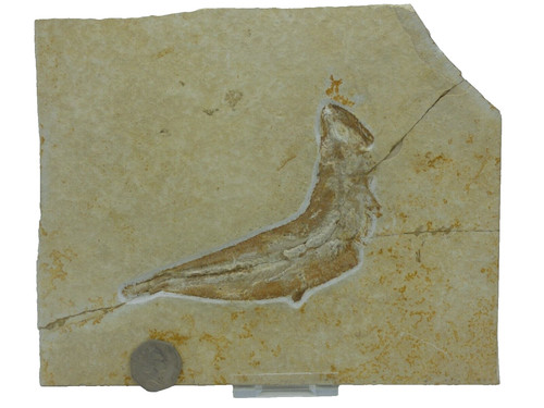 Jura tithon fossil - fossil, fisch