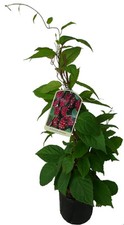 Schisandra chinensis Pflanze Wu-Wei-Zi 60cm Rarität selbstfruchtbare Kultursorte