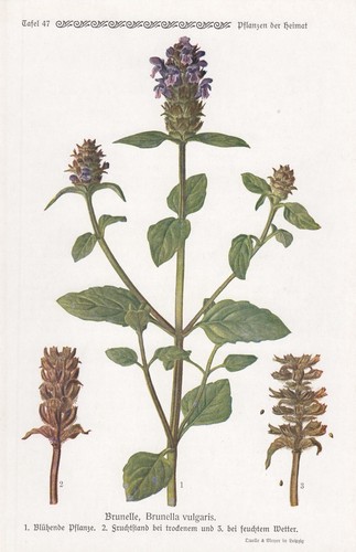 Chromo lithografie 1913 - chromo-lithografie,