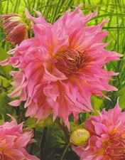 1 Schmuck Dahlien Großblütig