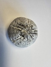 Seeigel Galerites Steinkern