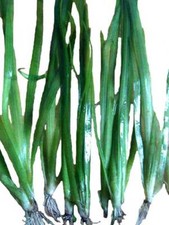 Bund vallisneria americana - bund,