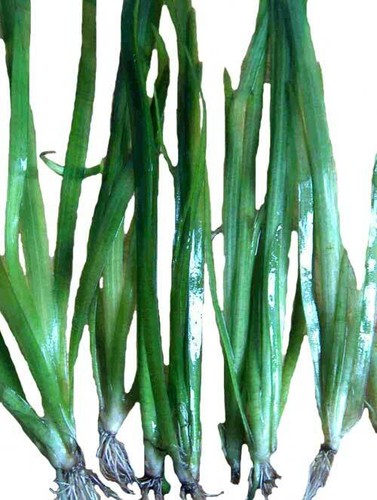 Bund vallisneria americana - 1,
