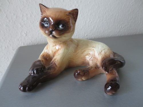 Siam katze liegend - siam,