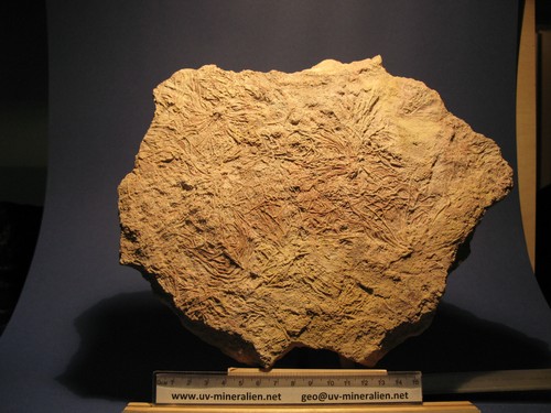 Pentacrinus dargniesi fossil - pentacrinus,