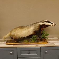 Dachs auf Holz Deko Podest Zähne, Zunge Tierpräparat Raubtier Präparat 89.10.108