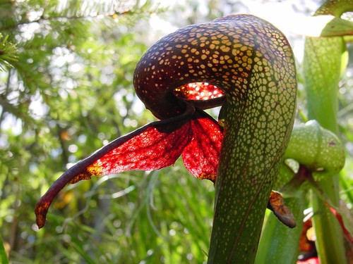 Kobralilie darlingtonia - kobralilie, -darlingtonia