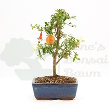 BONSAI Granatapfel 'Punica