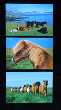 3 Postkarten Island Pony,Isländer,Pferd,Pferde,Pferdepostkarte,AK,Ansichtskarte