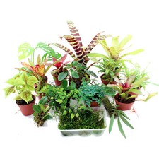 Terrarienpflanzen Komplettset Bromelien Orchideen Philodendron Moos selten