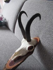 Gamsbock Geweih schlauchlänge ca 23 cm auf Holzbrett