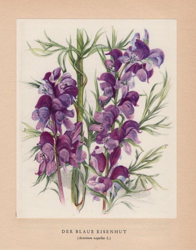 Blauer eisenhut aconitum - blauer,