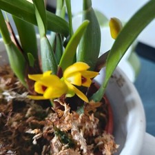 MINI-ORCHIDEE MAXILLARIA