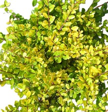 Japanische Stechpalme gelber Bergilex Ilex crenata - Golden Gem - 20 - 25