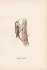 Waldbaumläufer treecreeper