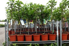 4  Zwergobst Bäume kräftig gewachsen im großen Topf 80cm inkl Dünger 