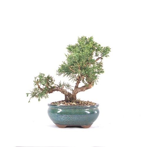 Bonsai chinesischer wacholder - bonsai,
