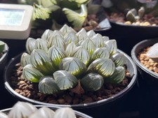 Haworthia Cooperi 'Dragon Paw' Rarität Sukkulenten