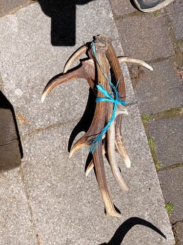 Geweihe abwurfstange 10 - geweihe, 8-10