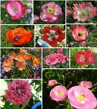 Klatschmohn-Mohn-kunterbunt-Blumenwiese-Solitärpflanzen 1000 Korn BIENCHENFUTTER