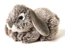 - Widderkaninchen, liegend