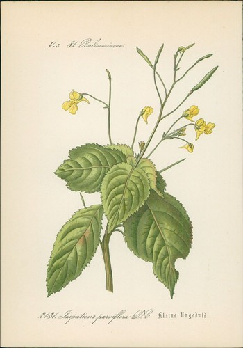 Chromolithographie kleine - chromolithographie, :