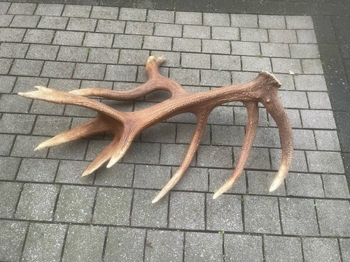 Abwurfstange rothirsch deko - abwurfstange,
