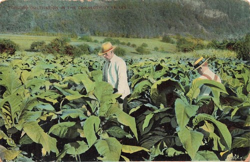 1914 tabakanbau connecticut - 1914, in