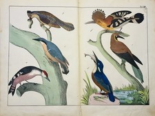 Exotic Birds Kingfisher Hoopoe