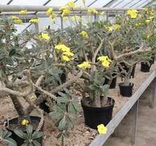 Pachypodium rosulatum 3 Samen