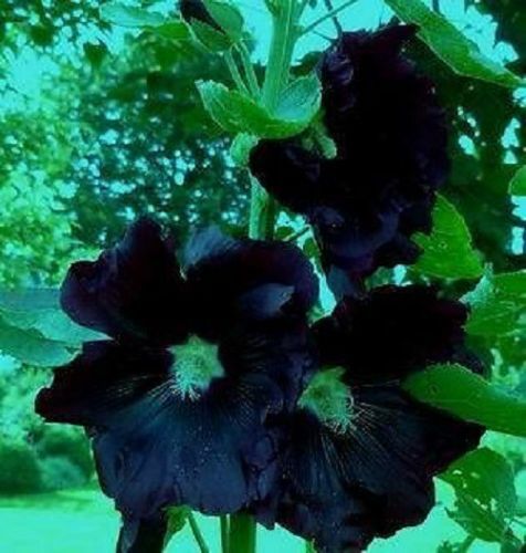 Schwarze rosen - schwarze,